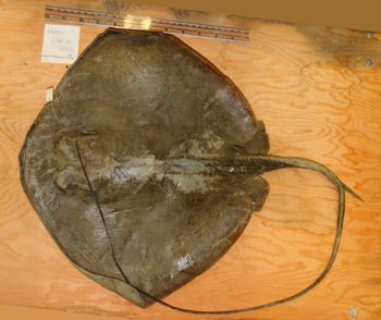 Media type: image; Ichthyology 40733